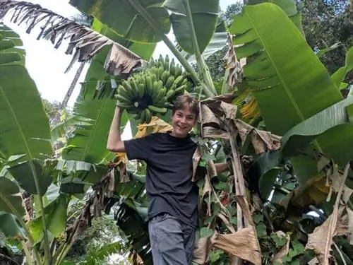 Арен Эллиотт собирает бананы возле нашего дома для отпуска недалеко от Хило, Гавайи. Фотографии Кристофера Эллиотта.