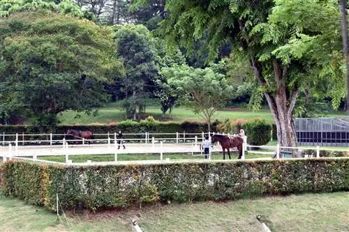 Кафе Riders в Saddle Club, Сингапур. Майк Смит, Asiaphotostock фото.