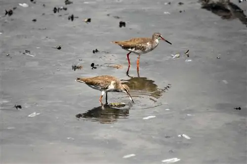 10 заповедников водно-болотных угодий в Синагпоре.