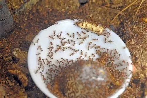 Музей муравьев открылся в марте 2020 года в Сингапуре.