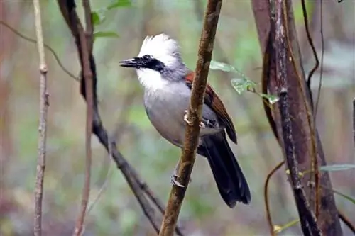 Свистящий дрозд в природном парке Букит Баток, Сингапур.
