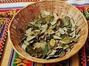 Листья коки в корзине сушат для приготовления чая.