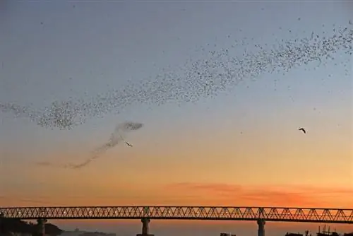 Летучие мыши, вылетающие из пещеры летучих мышей Хпа-Ан.