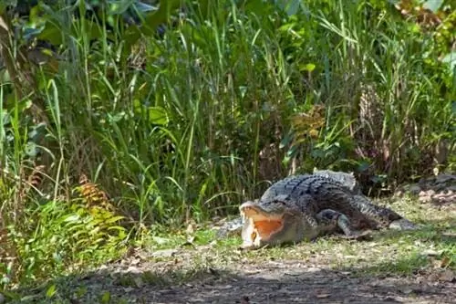 Эстуарный крокодил в парке Сунгей Булох.
