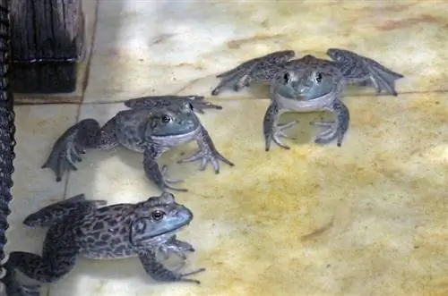 Лягушки на лягушачьей ферме Джуронг в Сингапуре.