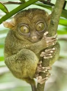 Ходят слухи, что самый маленький примат в мире, долгопят, послужил источником вдохновения для фильма Стивена Спилберга «Инопланетянин».