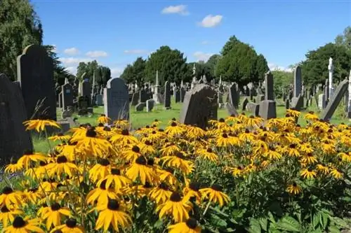 Цветы среди могил.