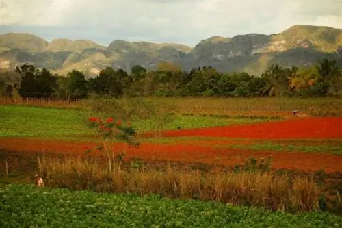 Сельскохозяйственные угодья вокруг Виньялеса.