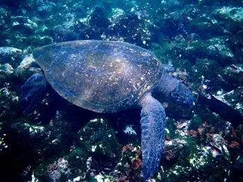 Морские черепахи напомнили автору плавающих ангелов. фото Нэнси Портер.