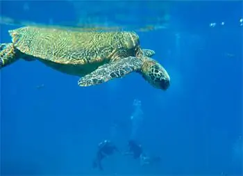 Хону, зеленая морская черепаха, живет на острове Мауи. Trilogy Excursions останавливается в Черепашьем городе, где вы можете заняться сноркелингом или дайвингом с ними.
