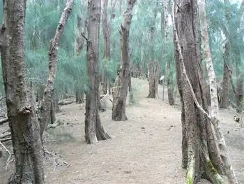 Сосновый лес на пути к Фаллической скале. Удивительный!