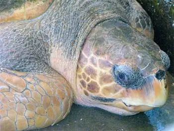 Шейла, 30-летняя головастая черепаха, должна была быть помечена, выпущена и отслежена спутником.
