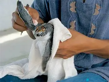 В наши задачи на острове входило мыть аквариумы в черепашьем питомнике, кормить черепах, давать лекарства (на фото), собирать мусор и красить все вокруг новым слоем краски.