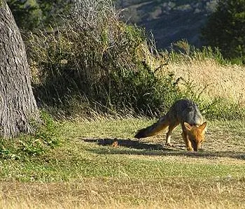 В задней половине трассы вы, скорее всего, увидите диких животных, таких как эта патагонская лиса.