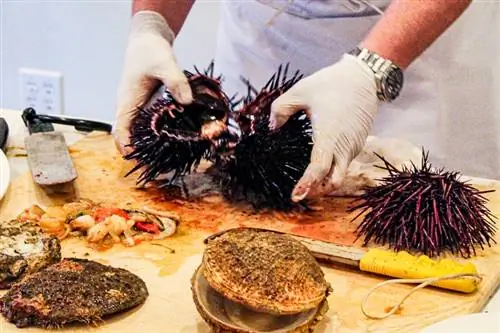 На фестивале Urchin Fest в Мендосино рассказывается о новом источнике еды