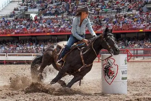 Гонщик на бочках на Frontier Days, крупнейшем родео в США, ежегодно проводимом в Шайенне, штат Вайоминг.