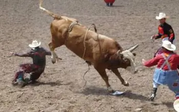 Отвлечение быка