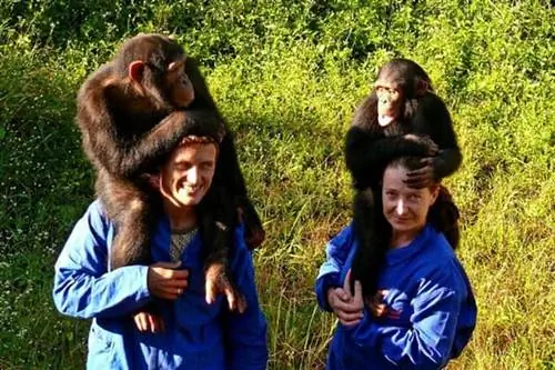 Странно, когда вокруг тебя сидят шимпанзе! Шимпанзе в центре Замбии. Фотографии Рене Бауэра