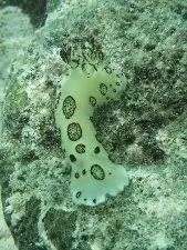 Большой голожаберный моллюск замечен в водах Мисула.