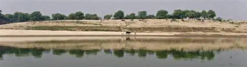Медленный круиз по реке Чамбал.