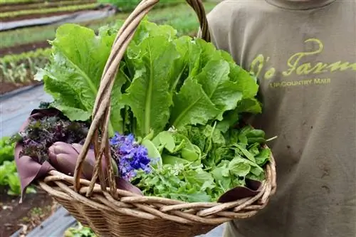 Салатная корзина O'o Farms. Мауи