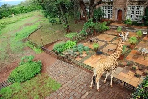 Один из многих жирафов из Giraffe Manor в Найроби во внутреннем дворике. Фотографии Дженис Тюрк.