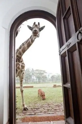 Бородавка и жираф у дверей в Giraffe Manor.