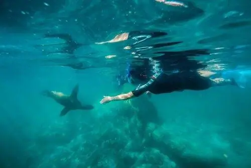 Подводное плавание с морскими львами в море Кортеса &copy; La Paz Tourist Bureau-Emprhotur