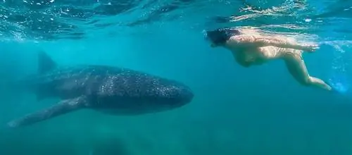 Подводное плавание с китовыми акулами &copy; La Paz Tourist Bureau-Fitupaz