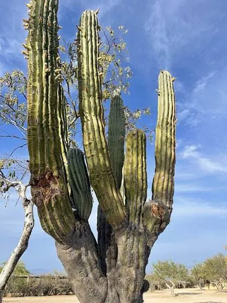 Кордон Кактус