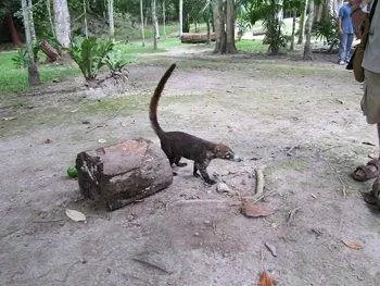 животное джунглей