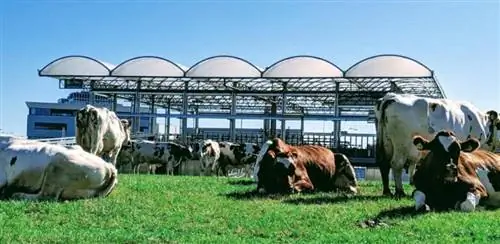 Городская плавучая ферма в Роттердаме. На фото Майкл Шир.