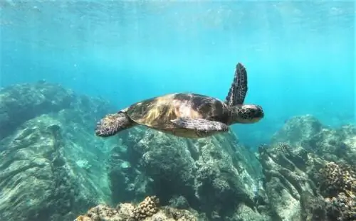 Чистые спокойные воды и морские черепахи перед буйной волной