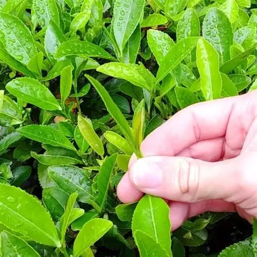 Camellia Sinensis, «китайский чайный завод» в поместье Треготнан, Корнуолл, Великобритания.