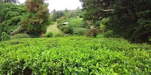 Camellia Sinensis, «китайский чайный завод» в поместье Треготнан, Корнуолл, Великобритания.