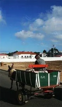 Повозка с ослами едет по проезжей части в Вила-Нова-де-Милфонтеш, Португалия. фотографии Люка Гриббла.