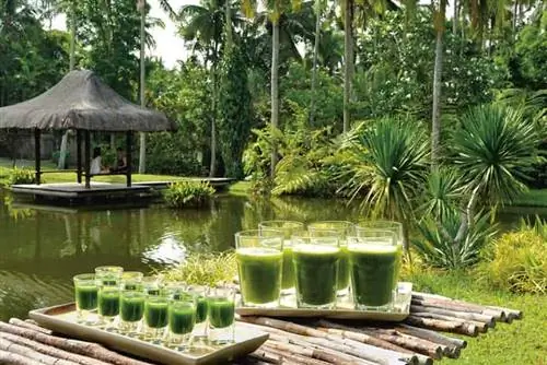 Отели для вегетарианцев и веганов