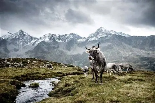 Tiroler Grauvieh Восточный Тироль, Австрия © Werner Lampert GmbH, фото Рамона Вальднер Tiroler Grauvieh Восточный Тироль, Австрия © Werner Lampert GmbH, фото Рамона Вальднер