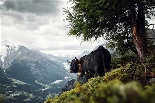 Эрингер, Вале, Швейцария © Werner Lampert GmbH, Photo Ramona Waldner Эрингер, Вале, Швейцария © Werner Lampert GmbH, Photo Ramona Waldner