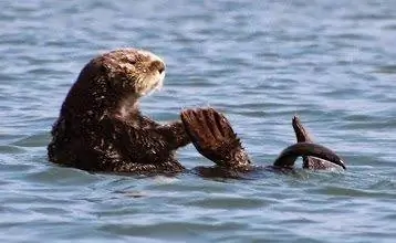Плавающая морская выдра в устье Бэк-Бей, Морро-Бей, Калифорния. Фотографии Макса Хартшорна. Плавающая морская выдра в устье Бэк-Бей, Морро-Бей, Калифорния. Фотографии Макса Хартшорна.
