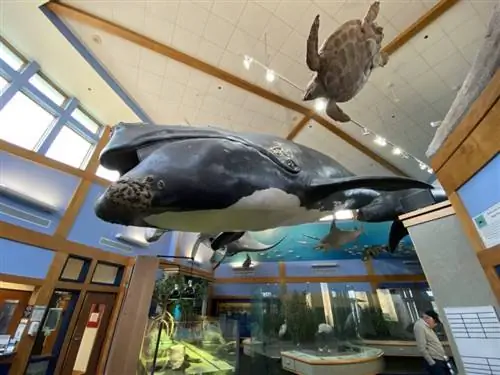 Исследовательский заповедник GTM сохраняет флору и фауну побережья Флориды между Сент-Огастином и пляжем Понте-Ведра.