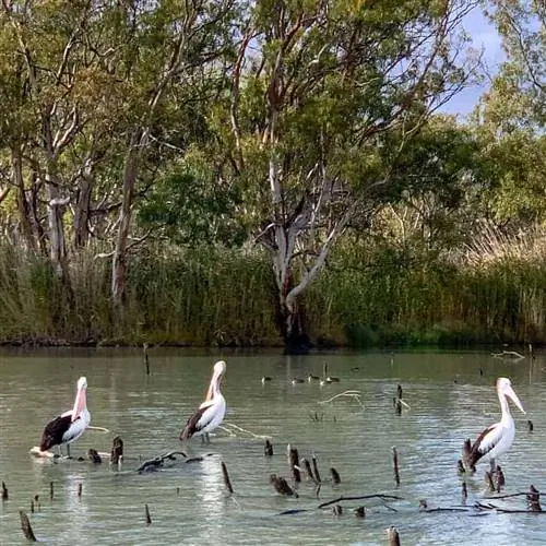 Австралийские пеликаны