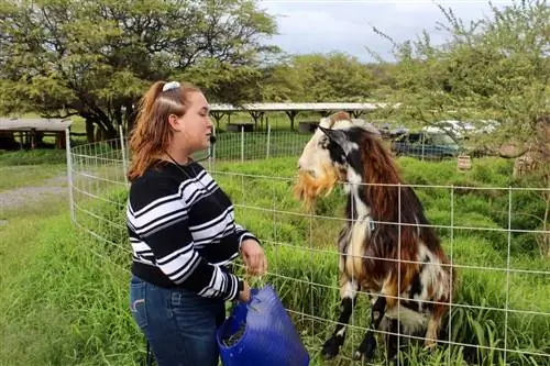 Знакомство с новозеландской козой как с WWOOF.