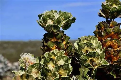 Royal Hakea в Равенсторпе, Западная Австралия