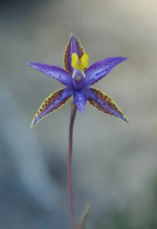Дикий цветок королевы Савской в Равенсторпе, Западная Австралия