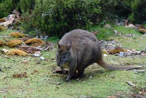 Потору, член семейства кенгуру, распространены в Тасмании.