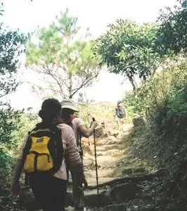 Одна из троп на Тай Мо Шань