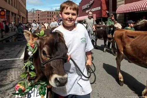 Прогулка телок, Брэттлборо, Вермонт