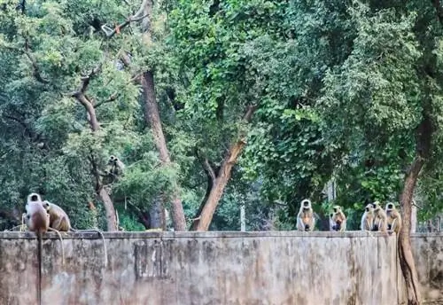 Где бы вы ни остановились, чтобы осмотреть достопримечательности, обезьяны появляются как по волшебству. Не оставляйте дверь автомобиля открытой и убедитесь, что камера находится у вас в руках, а не на плече или на шее, потому что она будет у них.