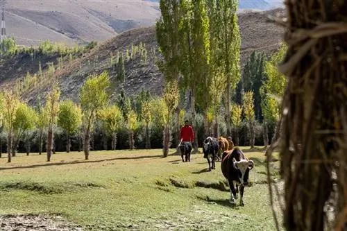 Местный пастух наблюдает, как его скот пасется у озера Фандер.